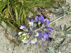 Lupinus tidestromii