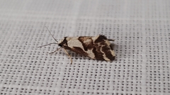 Philenora chionastis