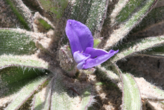 Tradescantia subacaulis