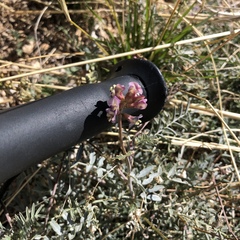 Astragalus arizonicus