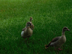 Alopochen aegyptiaca