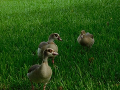 Alopochen aegyptiaca