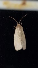 Heliocheilus