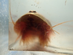 Lepidurus packardi