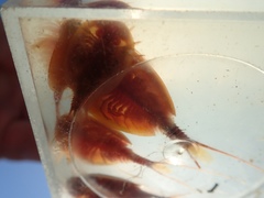 Lepidurus packardi
