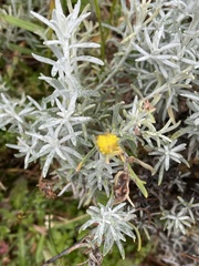 Senecio patagonicus