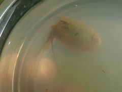 Lepidurus packardi