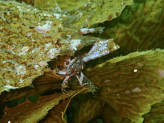 Cristiceps aurantiacus