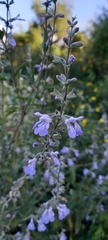 Salvia pallida