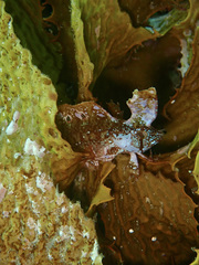 Cristiceps aurantiacus