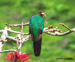 Pharomachrus auriceps