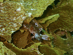 Cristiceps aurantiacus