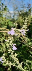 Salvia pallida