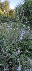 Salvia pallida