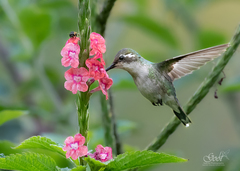 Chlorostilbon gibsoni