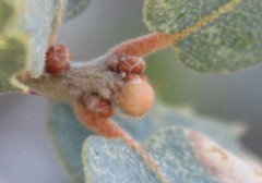 Andricus coconinoensis