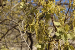 Quercus brantii