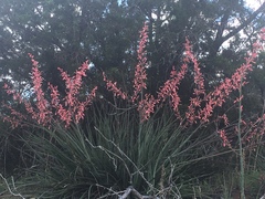 Hesperaloe