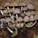 Coprinellus truncorum - Photo (c) Rob Curtis,  זכויות יוצרים חלקיות (CC BY-NC-SA), הועלה על ידי Rob Curtis