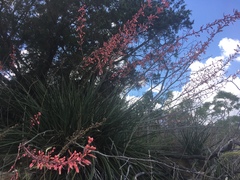 Hesperaloe