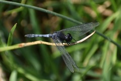 Erythrodiplax cleopatra