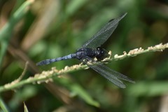 Erythrodiplax cleopatra