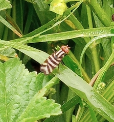 Pterotaenia fasciata