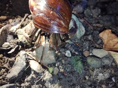 Coenobita cavipes