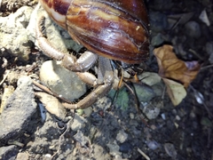 Coenobita cavipes