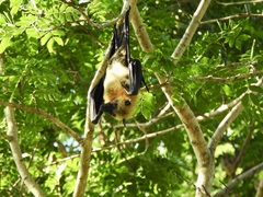 Pteropus seychellensis