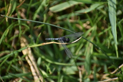 Erythrodiplax cleopatra