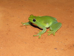 Sphaenorhynchus lacteus