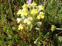 Castilleja campestris