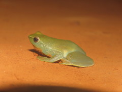 Sphaenorhynchus lacteus