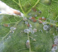 Bactericera lavaterae