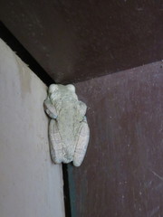 Trachycephalus typhonius