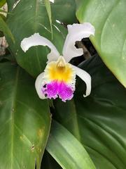Cattleya