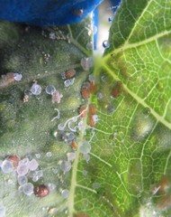 Bactericera lavaterae