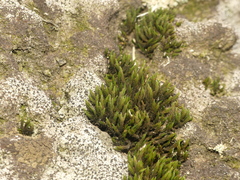 Grimmia pilifera