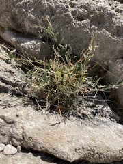 Rhinotropis lindheimeri