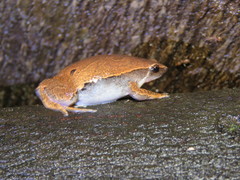 Hamptophryne boliviana