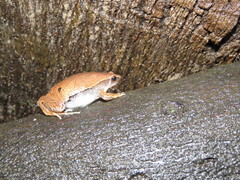 Hamptophryne boliviana