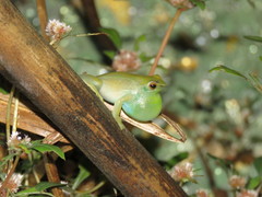 Sphaenorhynchus lacteus