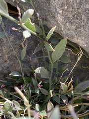 Rhinotropis lindheimeri