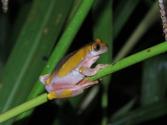 Dendropsophus arndti