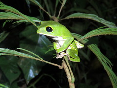 Phyllomedusa camba