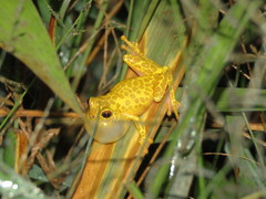 Dendropsophus arndti