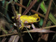 Dendropsophus arndti
