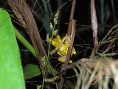 Dendropsophus arndti
