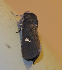 Proteuxoa cinereicollis